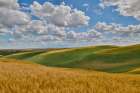 USA, Washington State, Palouse. Rolling hills with winter and spring wheat Art Print